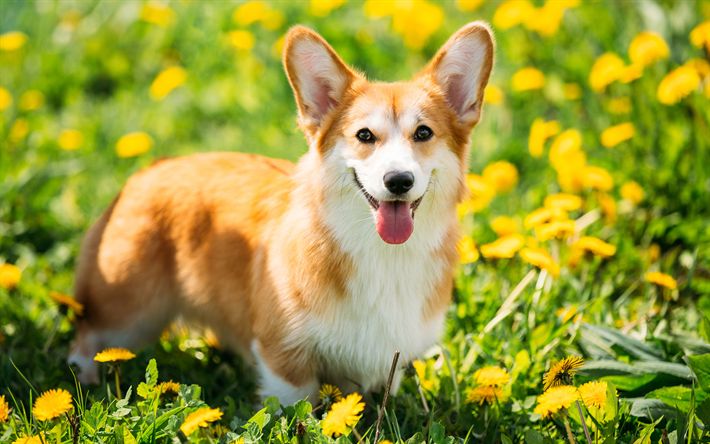 Corgi Pembroke