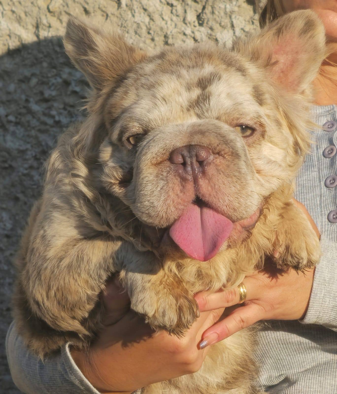 Semental |  Lilac Merte & Tan | Fluffy | Big Rope | Quad Carrier