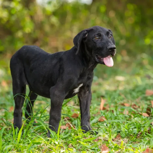Fila Brasileño | Negro Solido