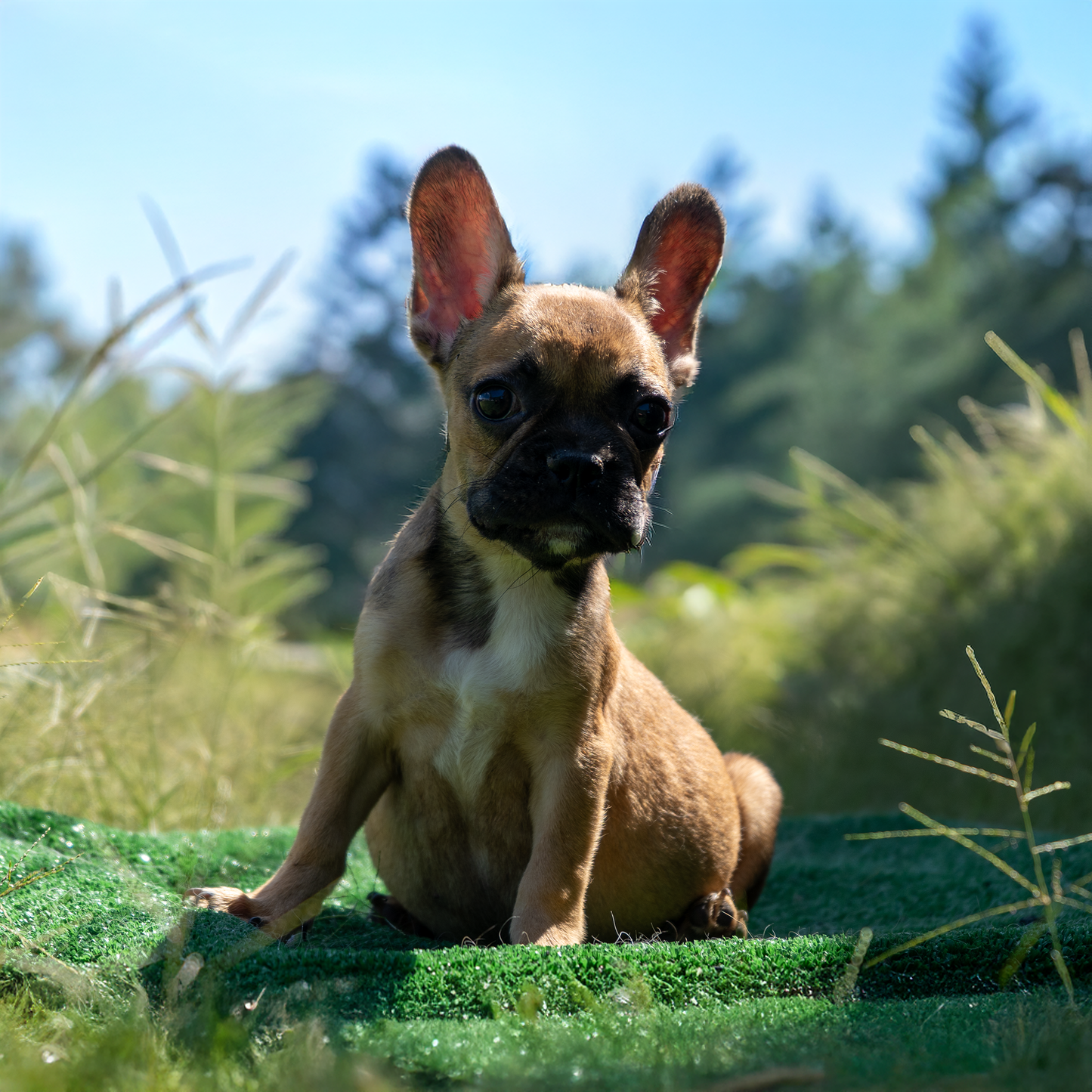 Sable & Tan - Fawn Triple Carrier
