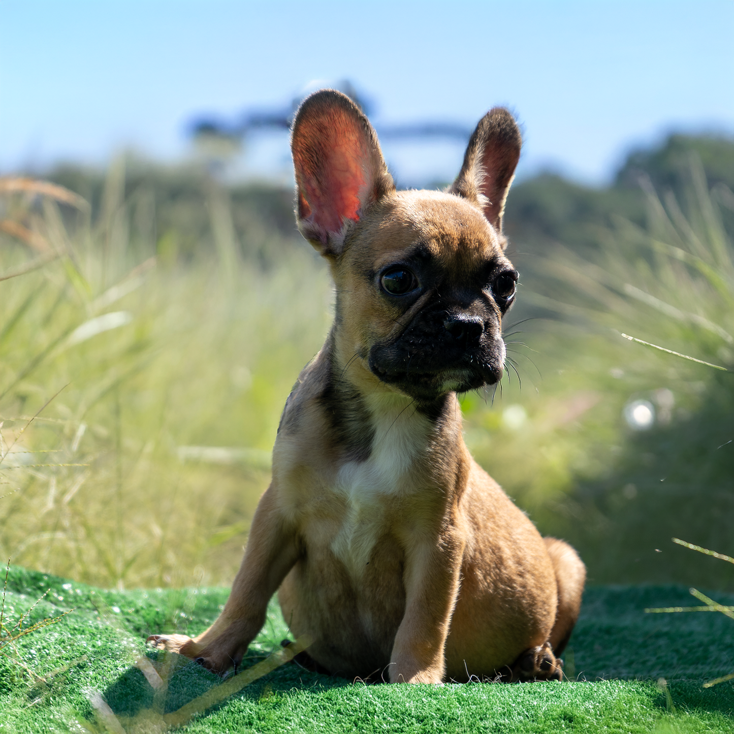 Sable & Tan - Fawn Triple Carrier