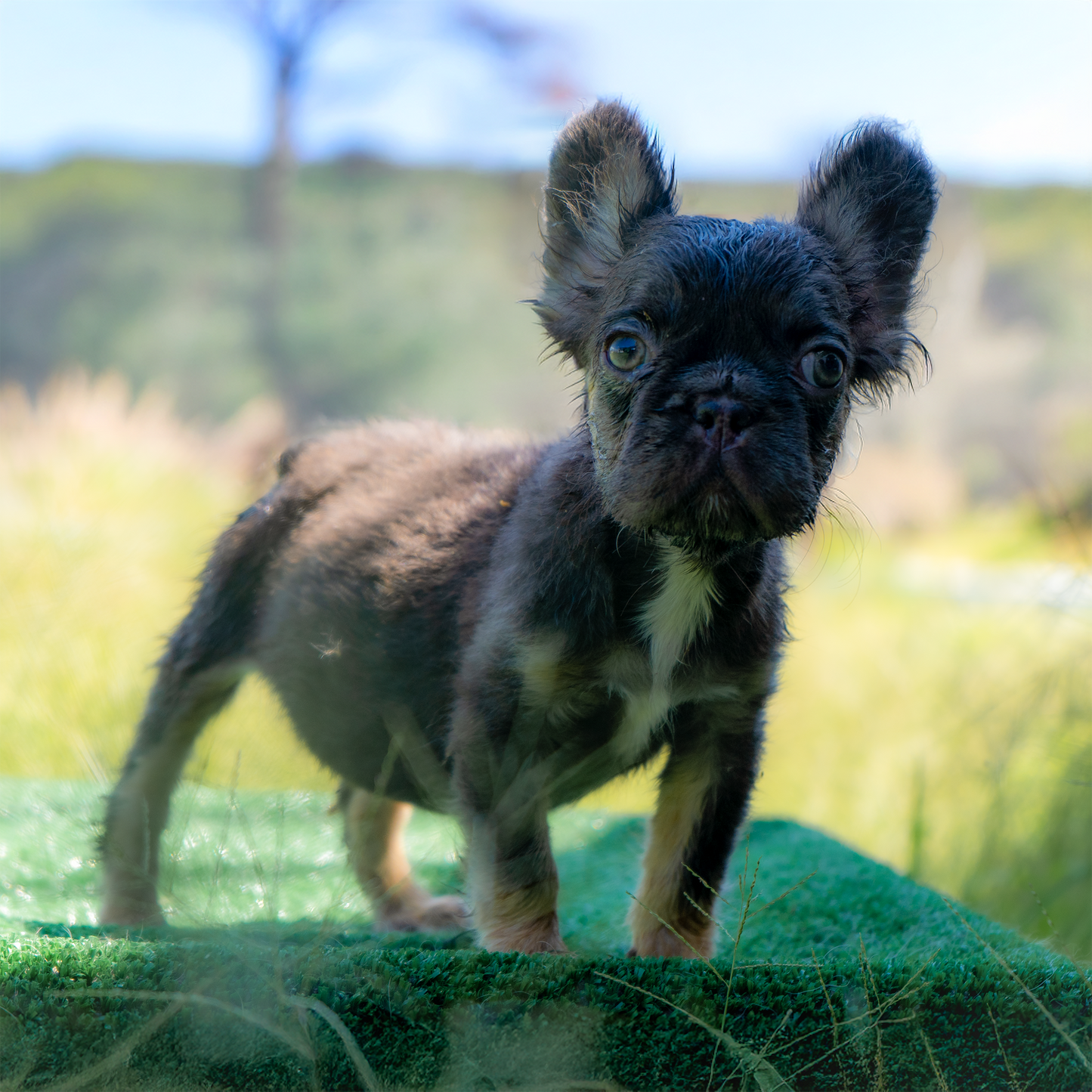 Big Rope Coca & Tan - Fluffy - Quad Carrier